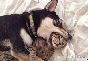 西安狗狗爆料事件视频大全,视频大全揭秘背后真相